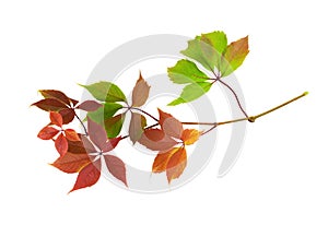 Parthenocissus twig with colorful autumn leaves isolated on white