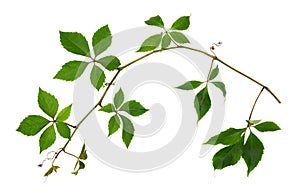 Parthenocissus twig with green leaves