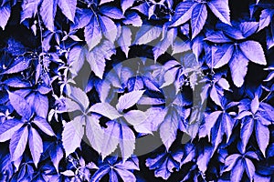Parthenocissus vitacea thicket creeper plant leaves close up pattern photo
