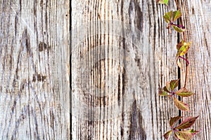 Parthenocissus on Wooden Rustik Background