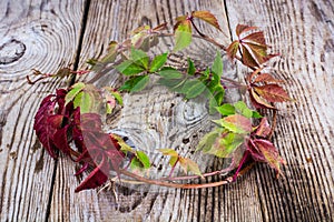 Parthenocissus on Wooden Rustik Background