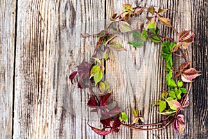 Parthenocissus on Wooden Rustik Background