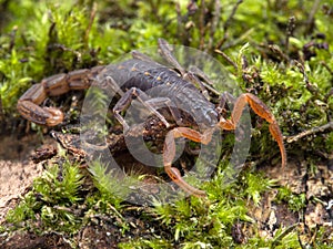 Parthenogenic scorpion, Lychas tricarinatus