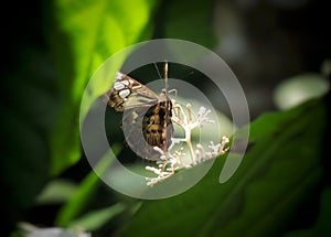 Parthenos Sylvia