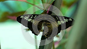 Parthenos sylvia, beautiful exotic butterfly from South East Asia, entomology