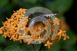 Parthenos Sylvia Blue Clipper Butterfly