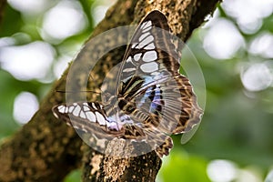 Parthenos sylvia, the brown clipper, is a species of nymphalid butterfly