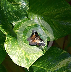 Parthenos sylvia butterfly