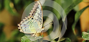 Parthenos sylvia Butterfly