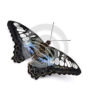 Parthenos sylvia butterfly
