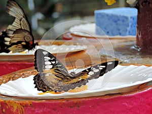 Parthenos Sylvia butterfly inside the Dubai Butterfly Garden