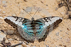 Parthenos sylvia butterfly standing on the soil