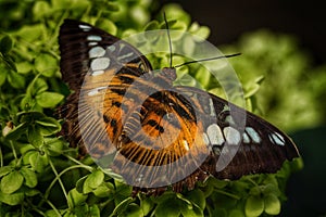 Parthenos sylvia or the Clipper at Antipa Museum in Bucharest