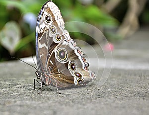 Parthenos Sylvia Clipper Butterfly