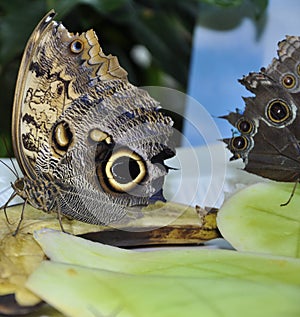 Parthenos Sylvia Clipper Butterfly