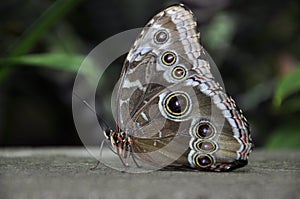 Parthenos Sylvia Clipper Butterfly photo
