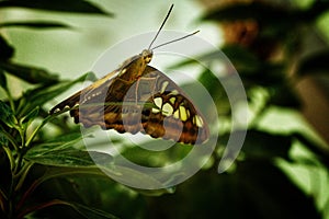 Parthenos sylvia or Clipper  - butterfly of Asia in Bucharest
