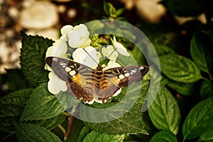 Parthenos sylvia or Clipper  - butterfly of Asia in Romania