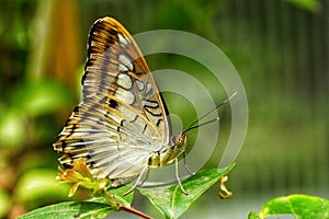 Parthenos sylvia or Clipper  - butterfly of Asia in Romania