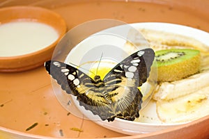 Parthenos sylvia, the clipper is a species of nymphalid butterfly