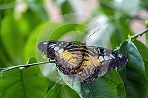 Parthenos sylvia Is diurnal butterfly from Nymphalidae family. Beautiful butterfly sitting on green plants leaf  in park