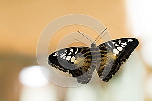 Parthenos Sylvia exotic tropical butterfly closeup