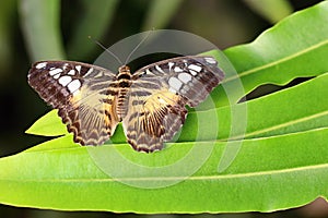 Parthenos sylvia lilacinus