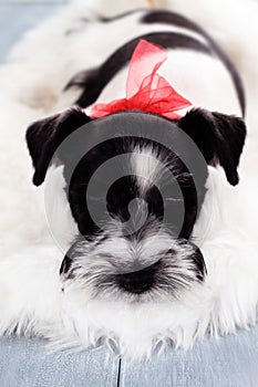 Parti Color Miniature Schnauzer