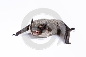 Parti-coloured bat with open mouth on white background