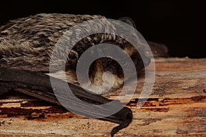 The parti-coloured bat or rearmouse (Vespertilio murinus) head detail in a natural habitat