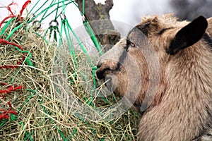 Parti goat eating hay