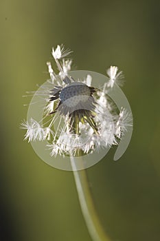 Partial dandelion