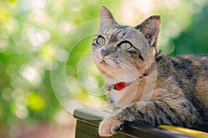 Partial focus of an adorable domestic cat sitting on the chair with sun shine