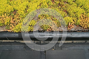 Partial green roof detail photo