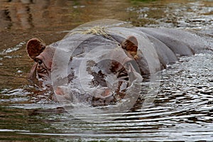 Hippo head photo