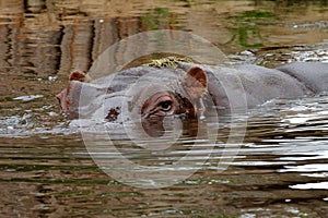 Hippo head photo