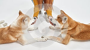 Partial image of woman caressing Shiba Inu dogs