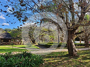 Partial landscape of the Park in Caxambu, Minas Gerais, highlighting bushes, foliage, green grass and Oak, a tree of Canadian