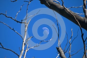 PARTIAL MOON IN A BLUE SKY WITH GREY BRANCHES