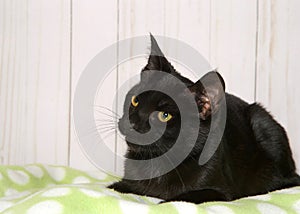 Partial Profile portrait of a black kitten looking to viewers left