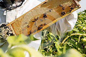 partial view of apiarist holding frame