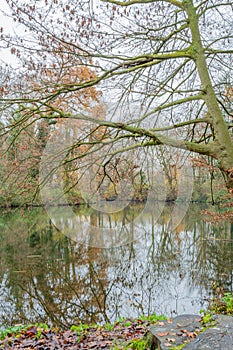 Partial view of a bare tree next to a lake surrounded by autumnal trees reflected on the water surface