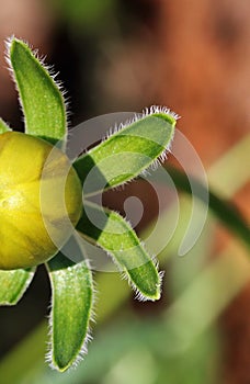 UNOPENED YELLOW DAISY WITH CONCENTRIC ARRANGEMENT OF GREEN CALYX PETALS