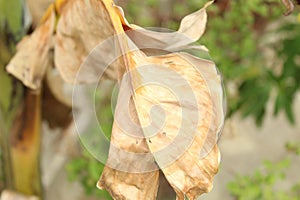 Partial view of dead dried banana leaf with selective focus on it under bright daylight.
