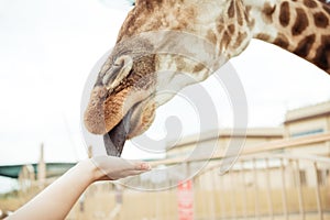 partial view of giraffe licking female hand photo