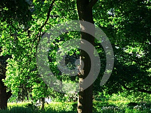 Partial view of a gnarled, straight-grown tree trunk in the backlit canopy of a park area overgrown with solitary trees. photo