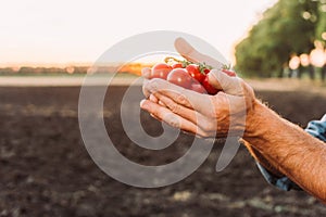 Partial view of rancher holding ripe