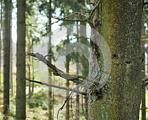 Partial view of the trunk of a very tall fir tree in the forest, Abies Miill, this trees are important for landscaping . A branch