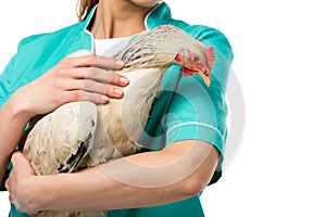 partial view of veterinarian holding chicken