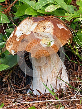 A partially bitten summer cep in nature